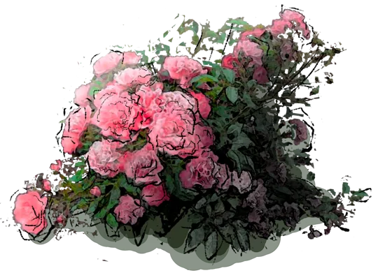 Roślina - Róża \u0022Allotria\u0022