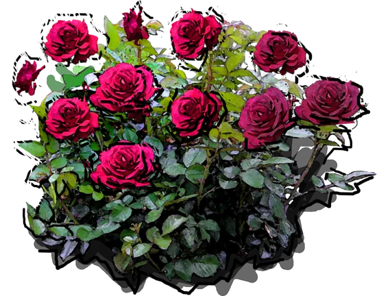 Roślina - Róża \u0022Big Purple\u0022