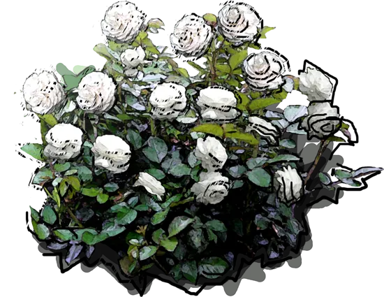 Roślina - Róża \u0022Boule de Neige\u0022