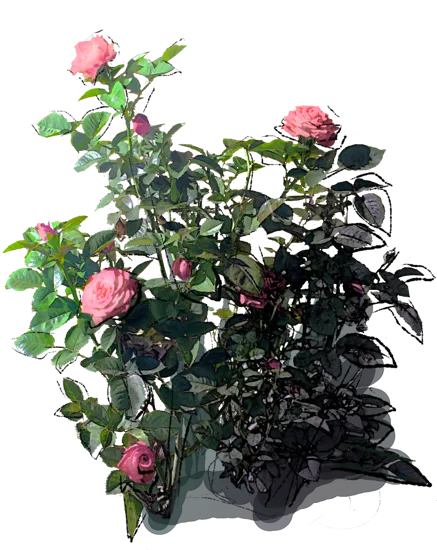 Roślina - Róża \u0022Carina\u0022