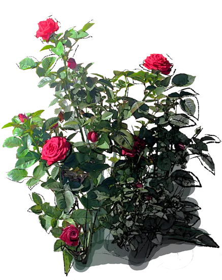 Roślina - Róża \u0022Erotika\u0022