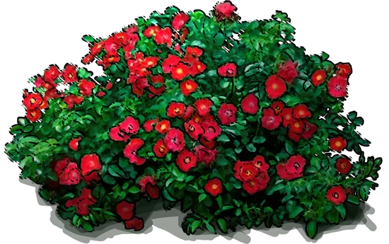 Roślina - Róża \u0022Flower Carpet Scarlet\u0022