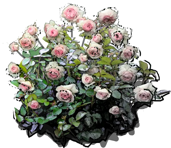 Roślina - Róża \u0022Larissa\u0022