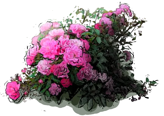 Roślina - Róża \u0022Lovely Fairy\u0022