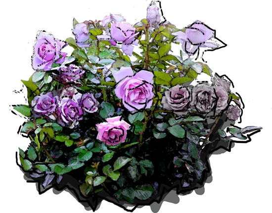 Roślina - Róża \u0022Mainzer Fastracht\u0022