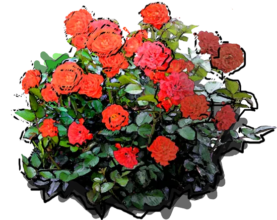 Roślina - Róża \u0022Mini Orange\u0022