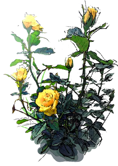 Roślina - Róża \u0022Peer Gynt\u0022