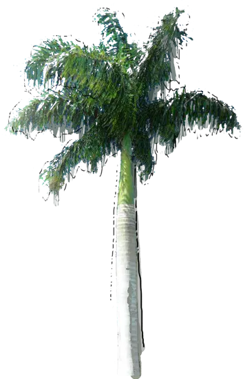 Roślina - Palma królewska