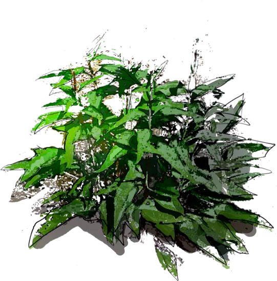 Roślina - Rudbekia błyskotliwa
