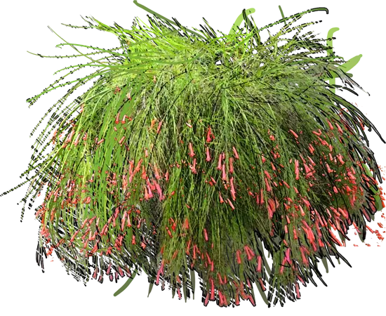 Roślina - Russelian Equisetiformis