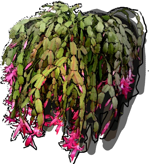 Roślina - Szlumbergera Buckleya