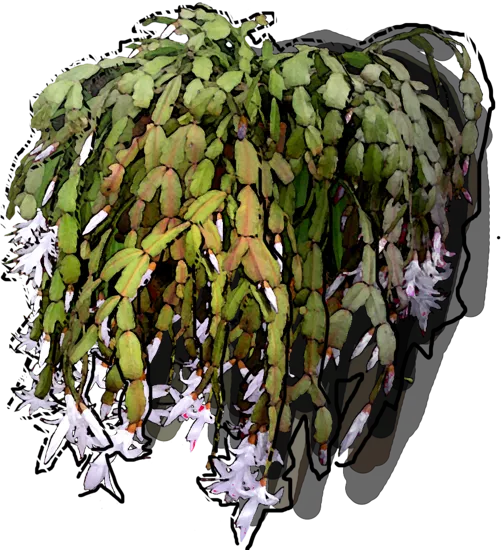 Roślina - Szlumbergera Buckleya