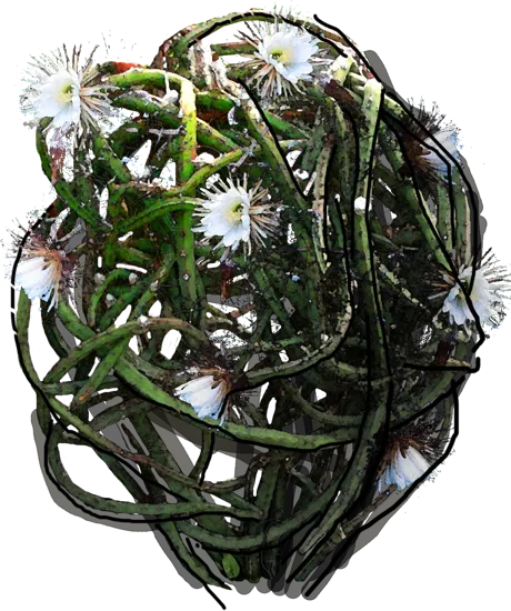 Roślina - Selenicereus wielkokwiatowy