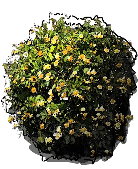 Roślina - Solandra maxima