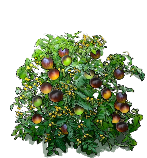 Roślina - Pomidor \u0022Primary Colors\u0022