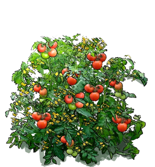 Roślina - Pomidor zwyczajny