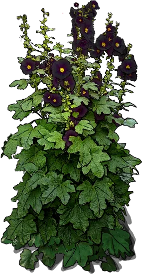 Roślina - Malwa czarna