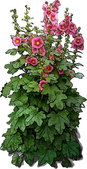Roślina - Malwa różowa