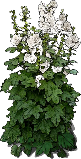 Roślina - Malwa pełna biała