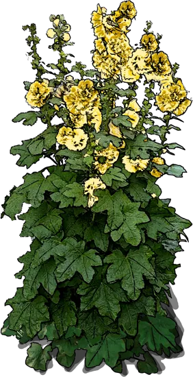 Roślina - Malwa pełna żółta