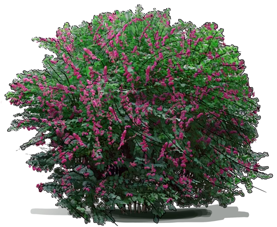 Roślina - Śnieguliczka koralowa