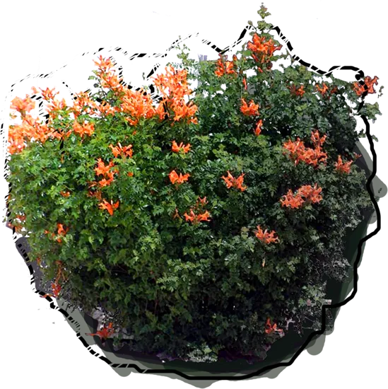 Roślina - Tecomaria capensis
