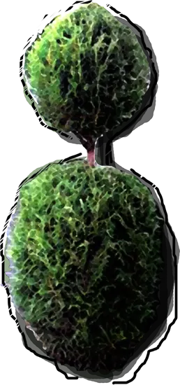 Roślina - Żywotnik zachodni bonsai