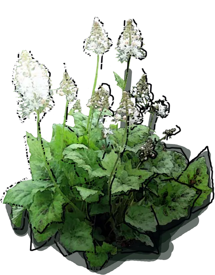 Roślina - Tiarella ogrodowa \u0022Spanisch Cross\u0022