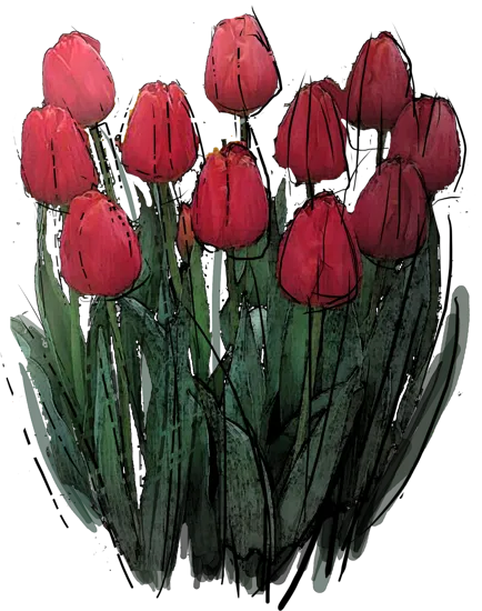 Roślina - Tulipan \u0022Apeldoorn\u0022
