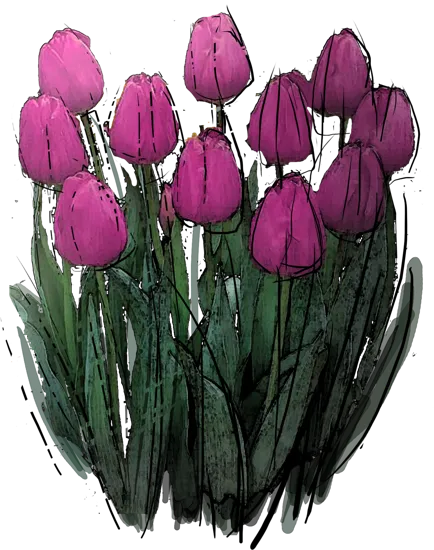 Roślina - Tulipan \u0022Barcelona\u0022