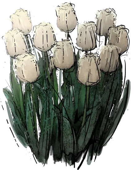 Roślina - Tulipan \u0022Evita\u0022