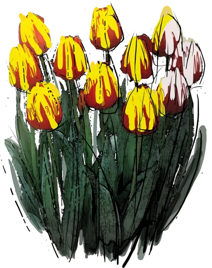Roślina - Tulipan \u0022Fanfarella\u0022