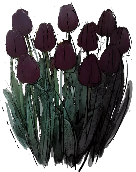Roślina - Tulipan \u0022Queen of Night\u0022