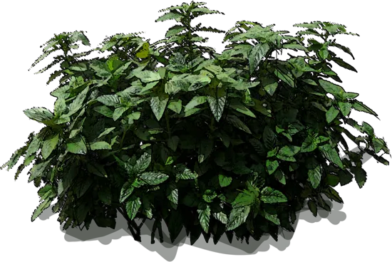 Roślina - Turnera ulmifolia