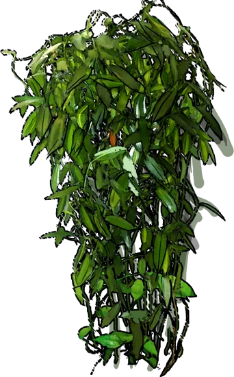 Roślina - Wanilia płaskolistna