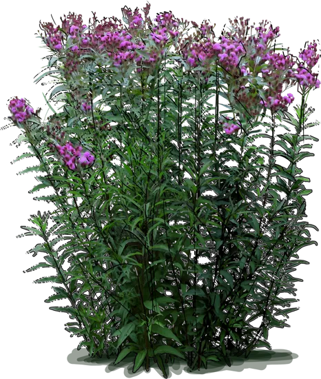 Roślina - Vernonia noveboracensis