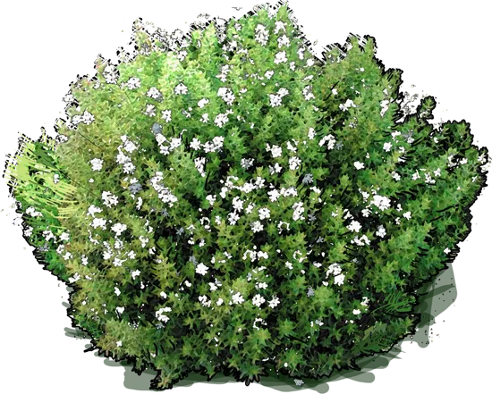 Roślina - Westringia fruticosa