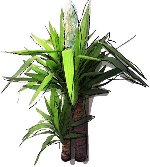 Roślina - Juka gwatemalska