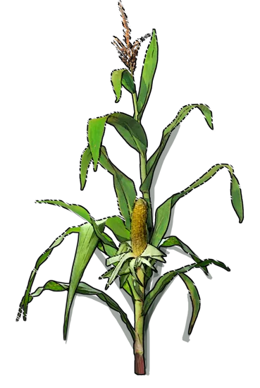Roślina - Kukurydza cukrowa
