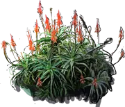 Roślina - Aloes drzewiasty