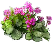 Roślina - Bergenia sercowata