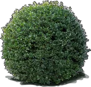 Roślina - Kamelia mała \u0022Mine\u002DNo\u002DYouki\u0022