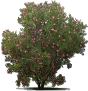 Roślina - Chilopsis linearis