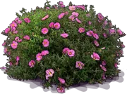 Roślina - Czystek purpurowy