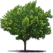 Roślina - Kluzja różowa