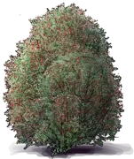 Roślina - Corokia Cotoneaster