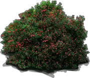 Roślina - Crinodendron hookerianum