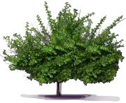 Roślina - Pigwa pospolita \u0022Pineapple\u0022