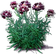 Roślina - Goździk chiński \u0022Velvet\u0027n Lace\u0022