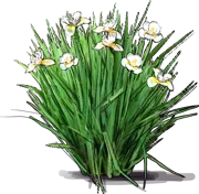 Roślina - Dietes \u0022Lemon Drop\u0022